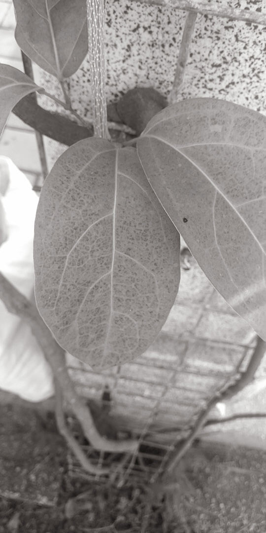 黑白 Black & White