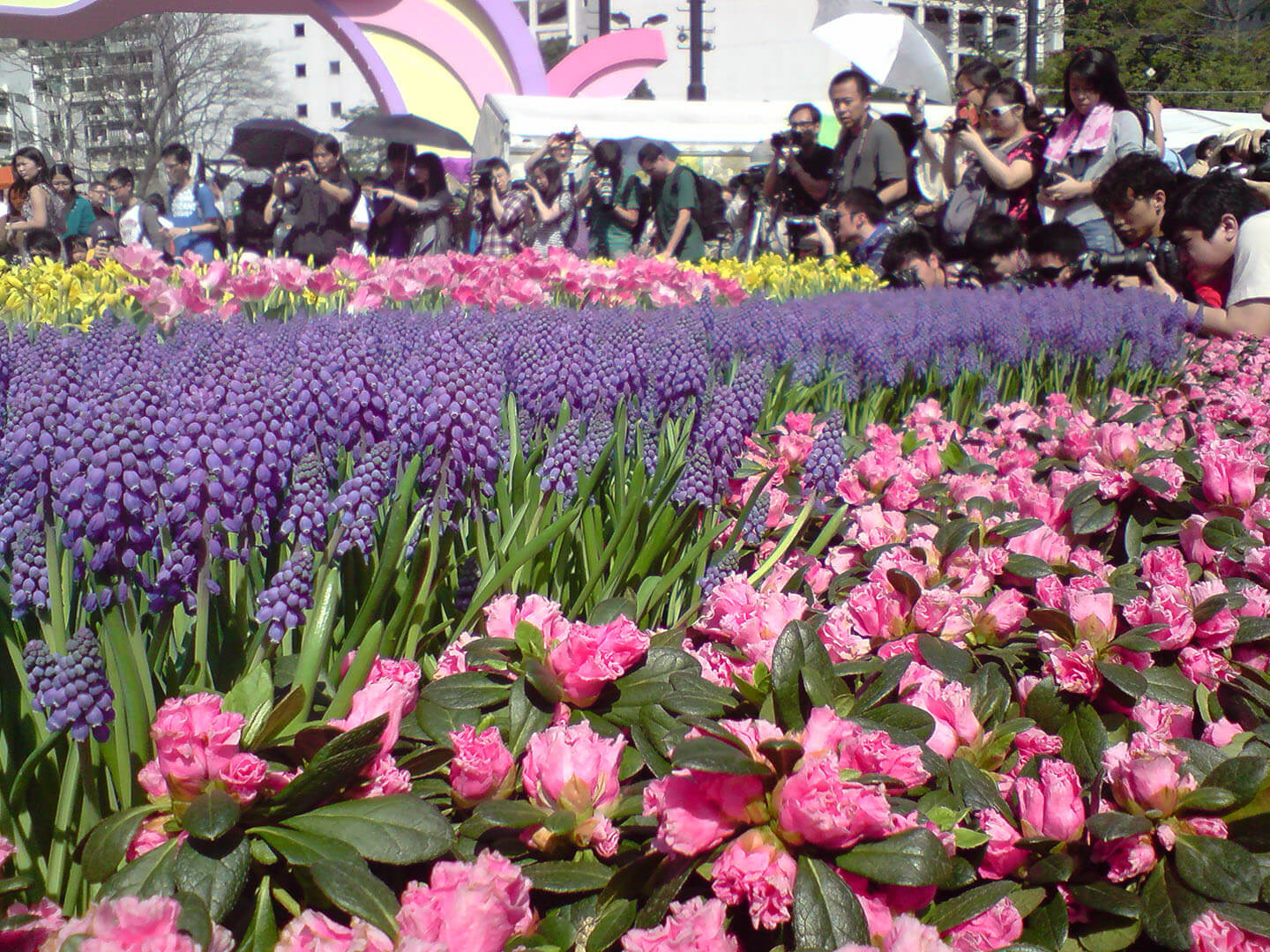 香港花卉展覽 Hong Kong Flower Show 2010