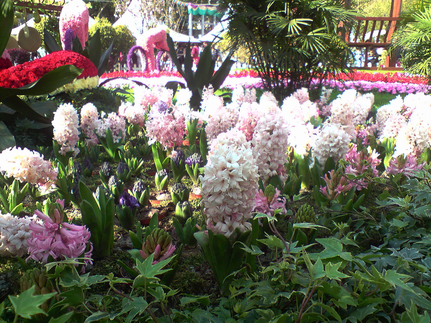 香港花卉展覽 Hong Kong Flower Show 2010