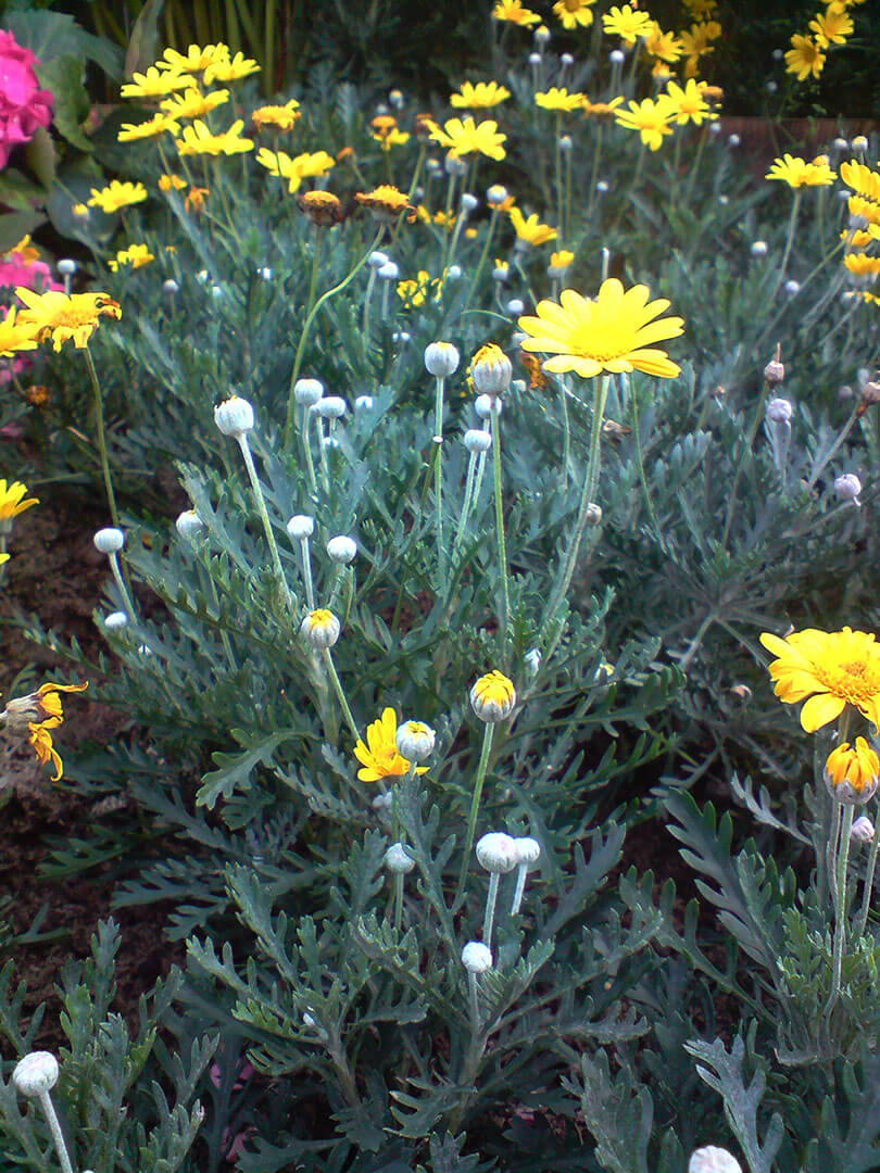 香港花卉展覽 Hong Kong Flower Show 2010