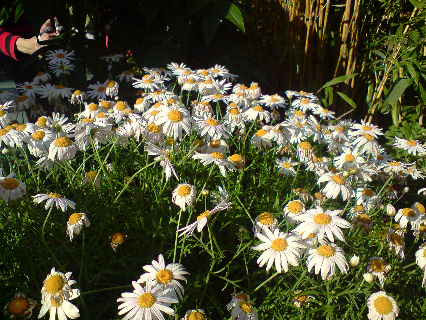 香港花卉展覽 Hong Kong Flower Show 2010