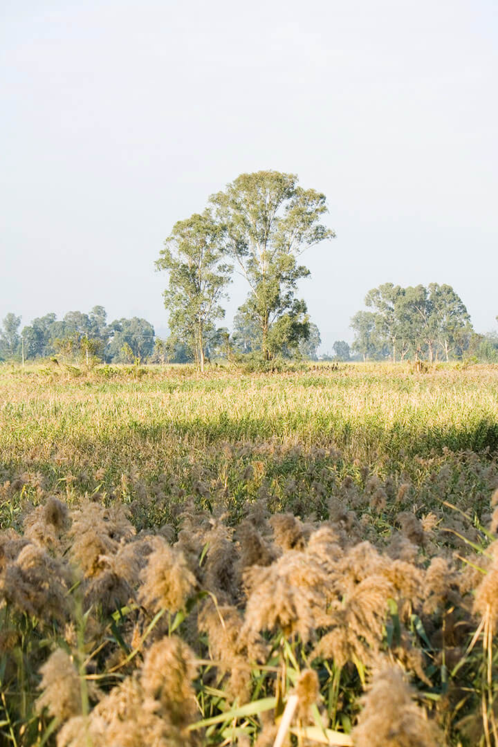 南生圍 Na Sang Wai