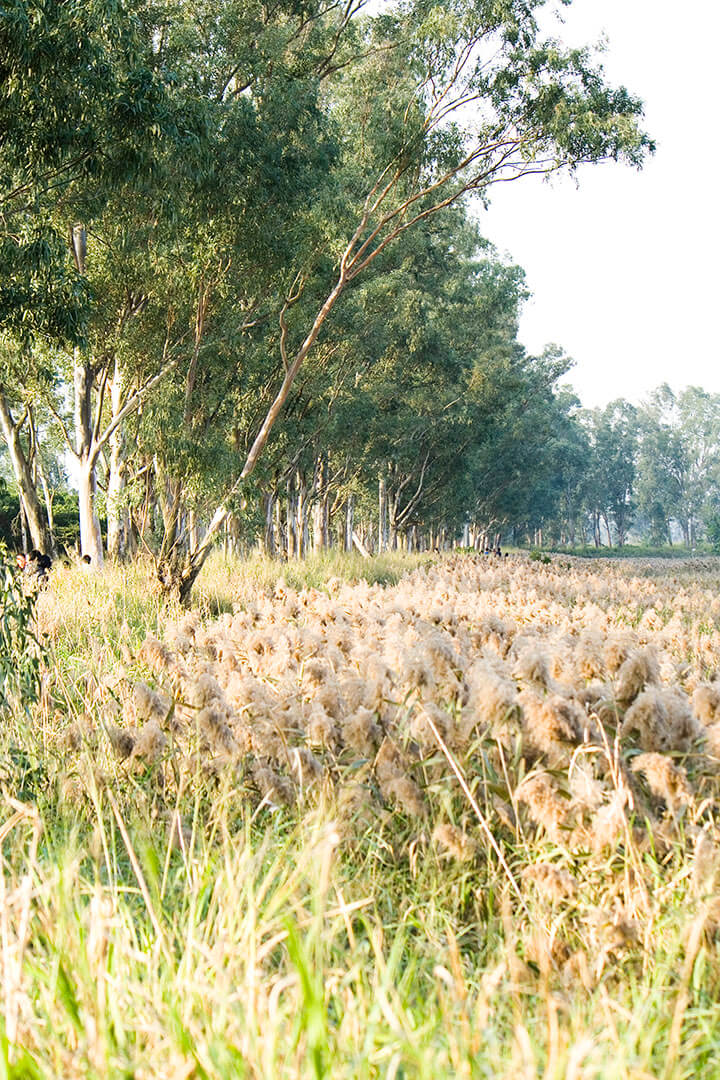 南生圍 Na Sang Wai