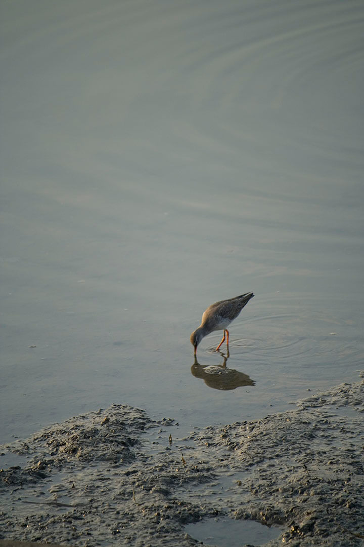 南生圍 Na Sang Wai