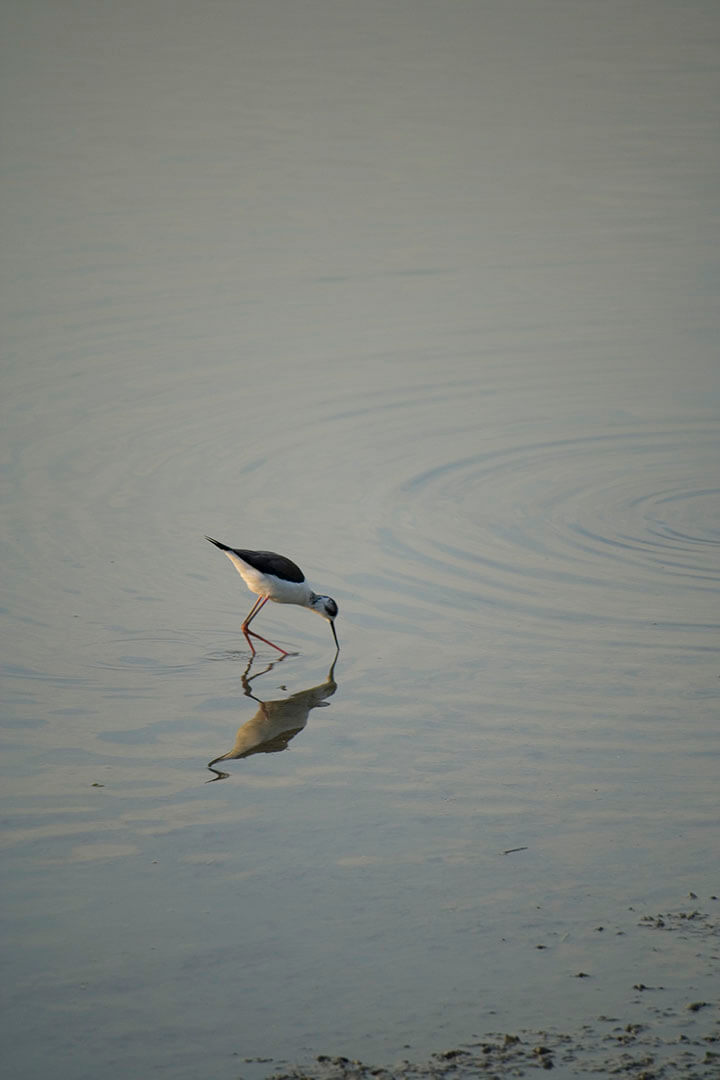 南生圍 Na Sang Wai