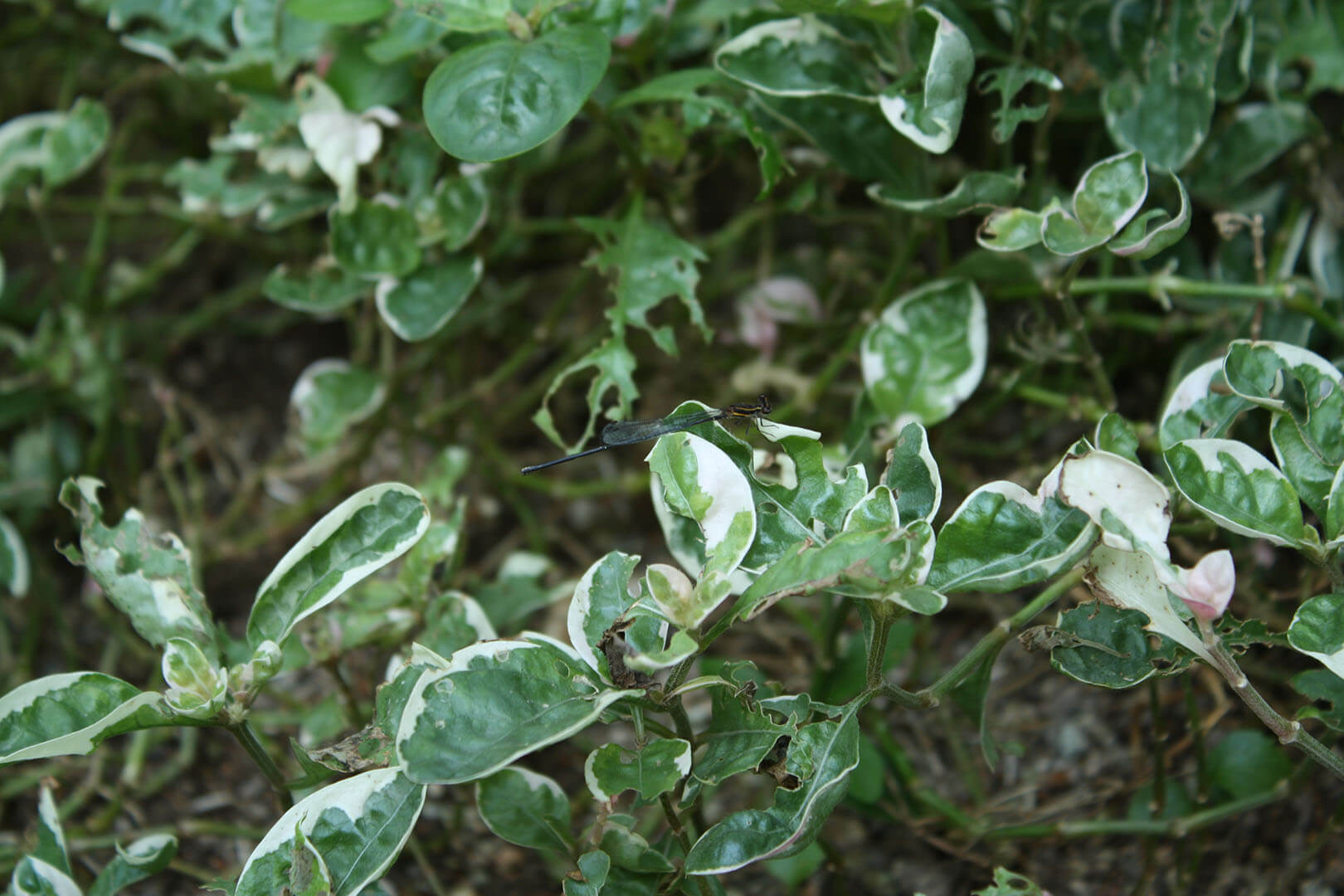沙田公園 Sha Tin Park