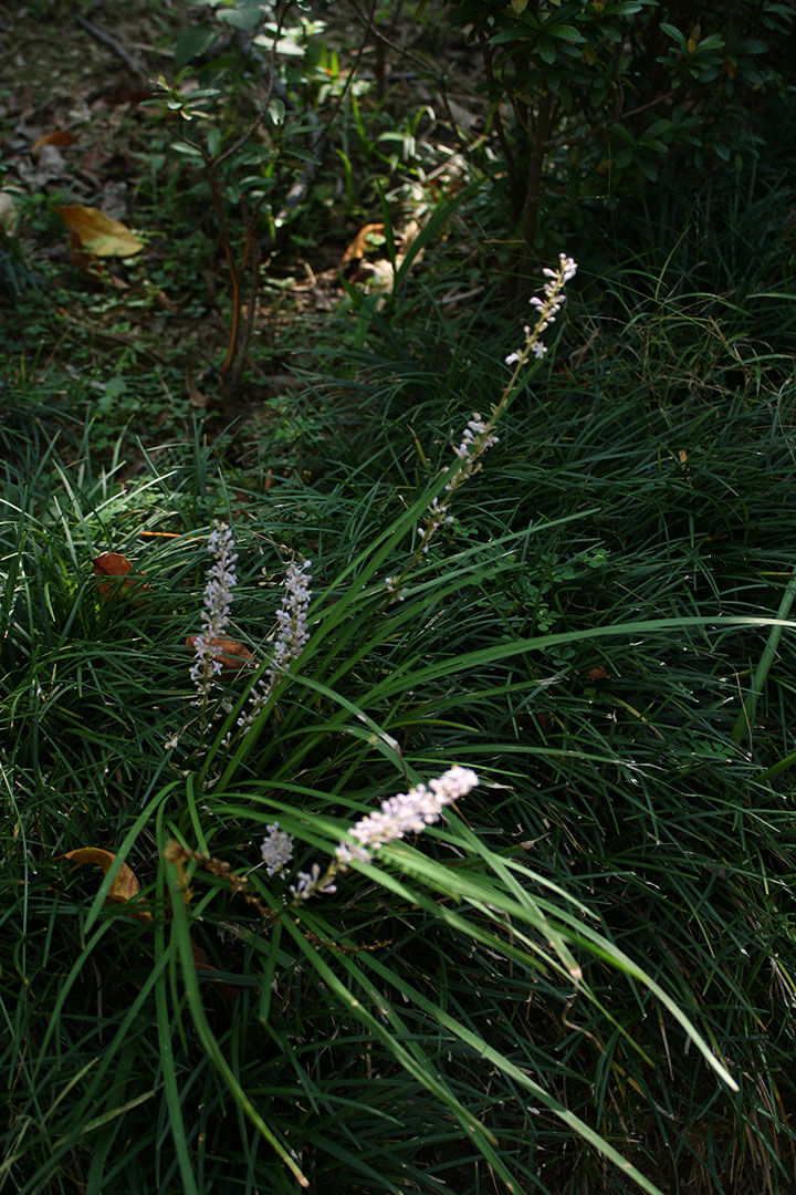 沙田公園 Sha Tin Park