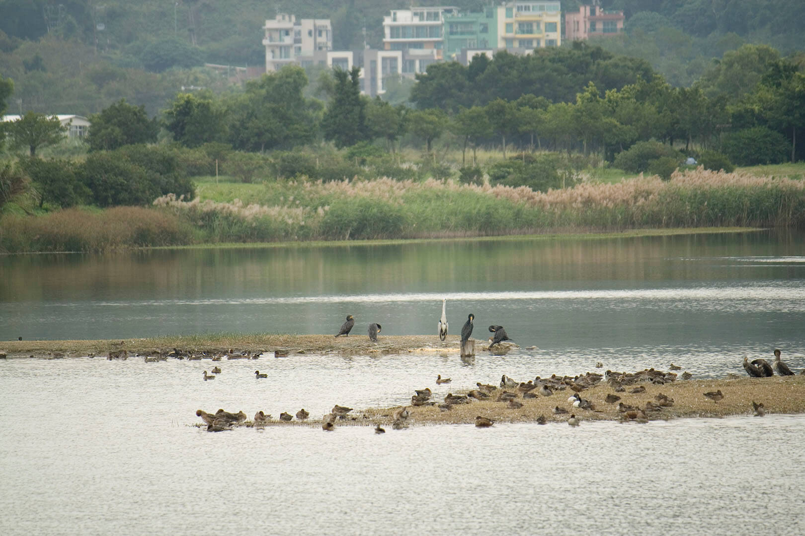 濕地公園 Wetland Park