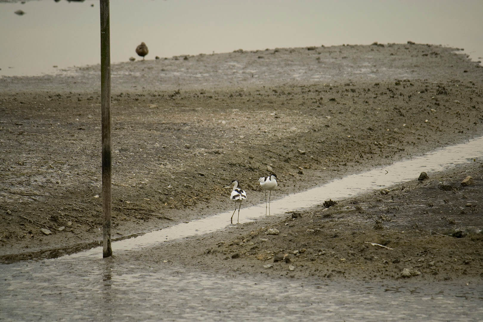 濕地公園 Wetland Park