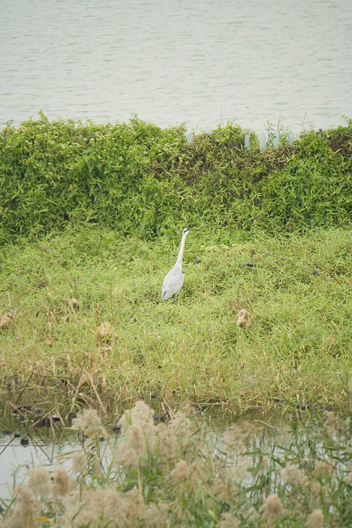 濕地公園 Wetland Park