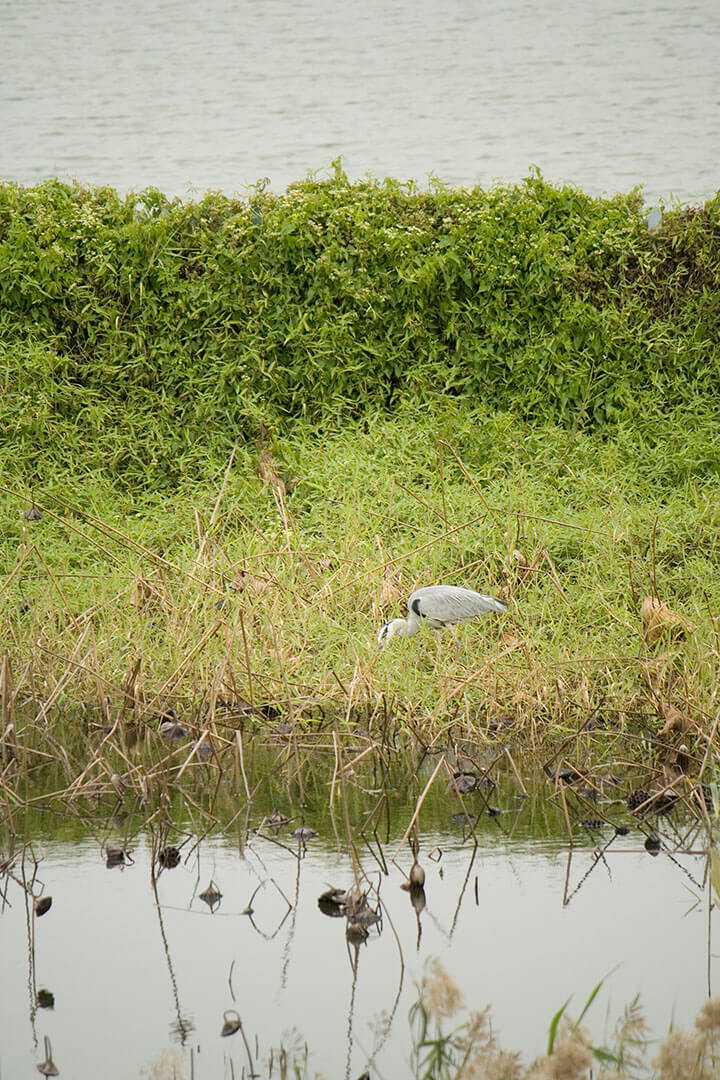 濕地公園 Wetland Park