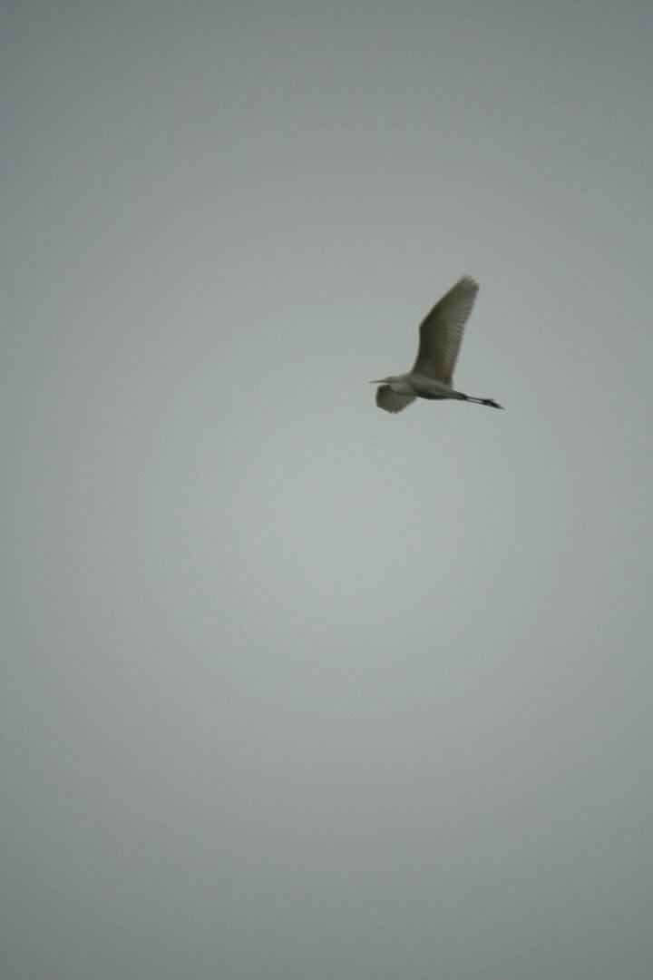 濕地公園 Wetland Park